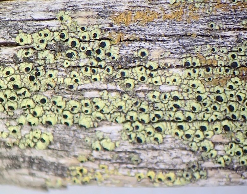Soot Lichen photo 2