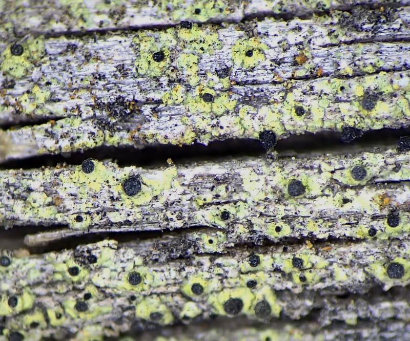 Soot Lichen photo 3