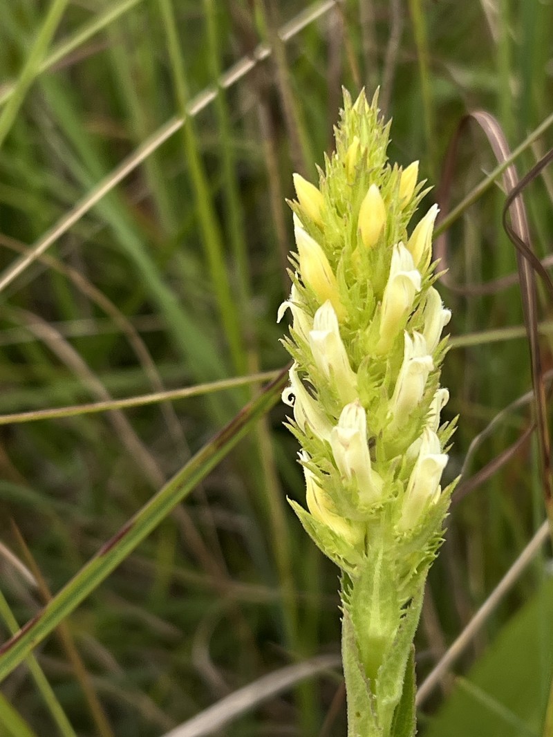 Cyphia elata var. elata