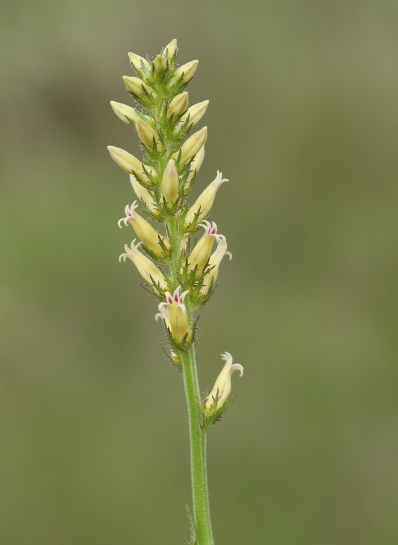 Cyphia elata var. elata photo 2