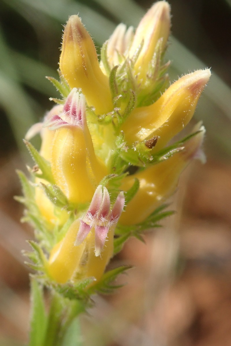 Cyphia elata var. elata photo 3