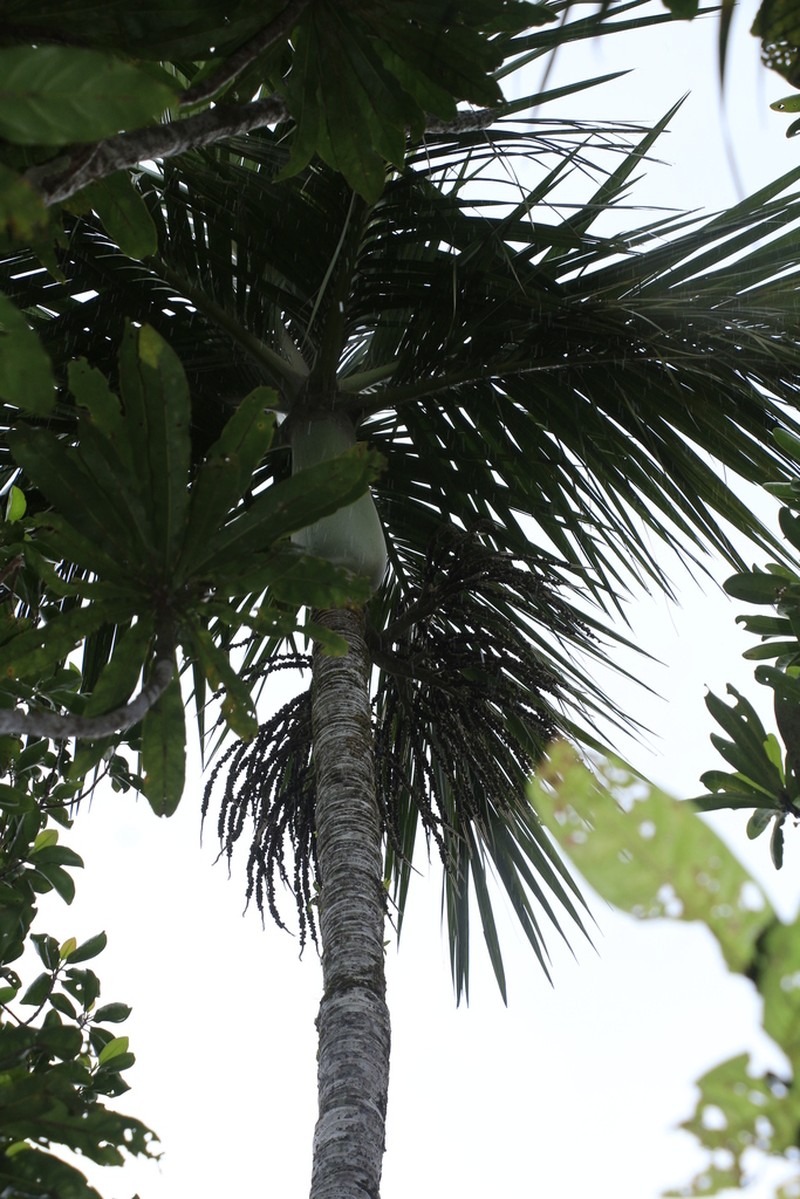 Cyphokentia macrostachya