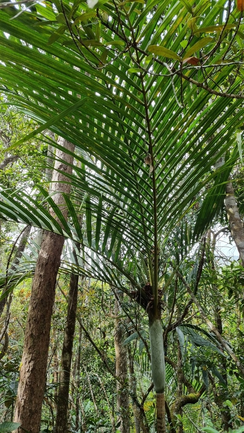 Cyphokentia macrostachya photo 2