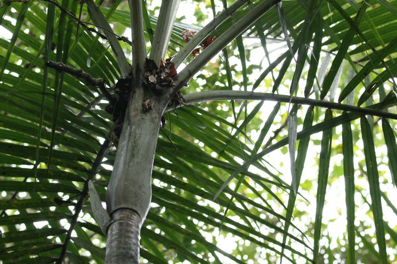 Cyphokentia macrostachya photo 3