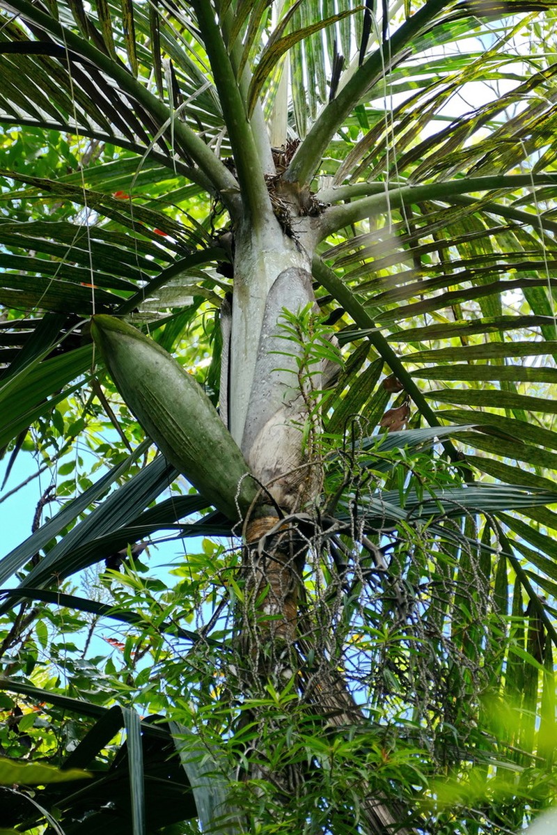 Cyphokentia macrostachya photo 5