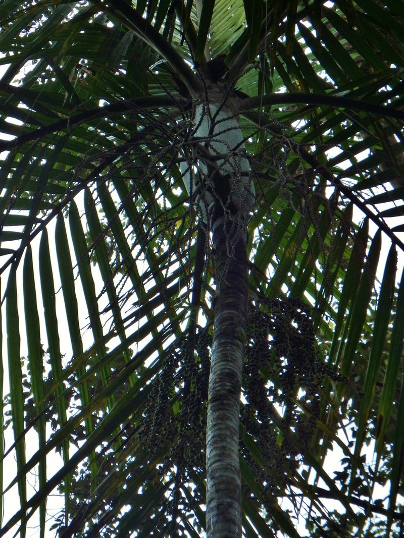 Cyphokentia macrostachya photo 6