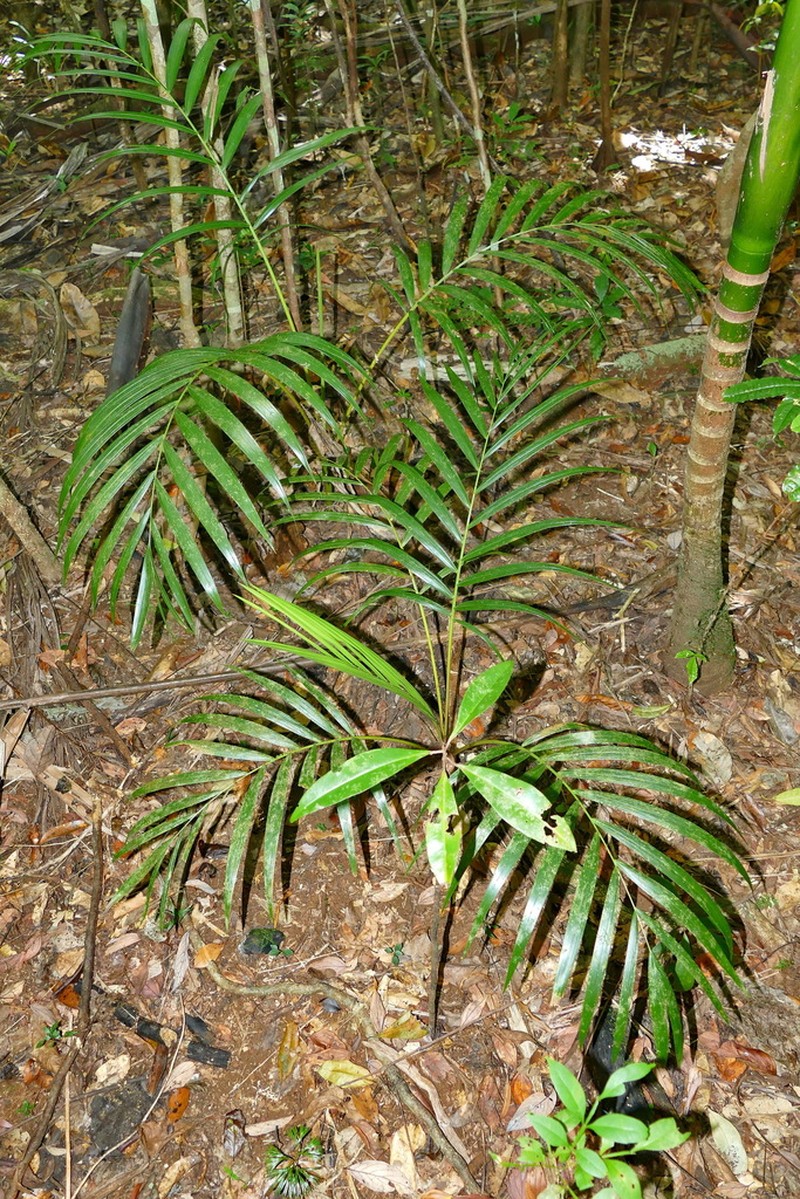 Cyphokentia macrostachya photo 7