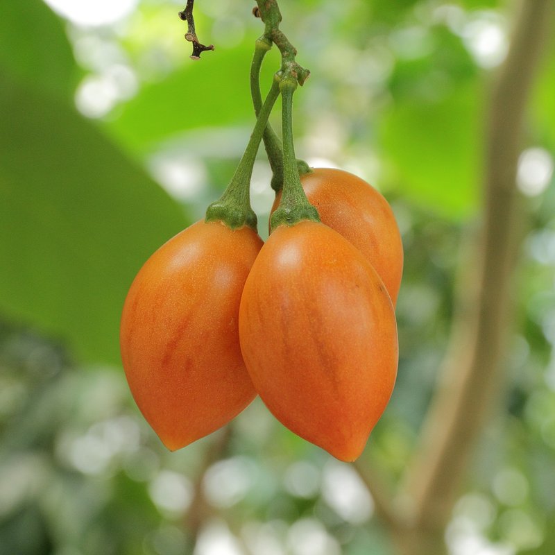 Tree Tomato