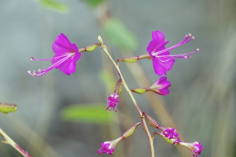 Red Cyphomeris