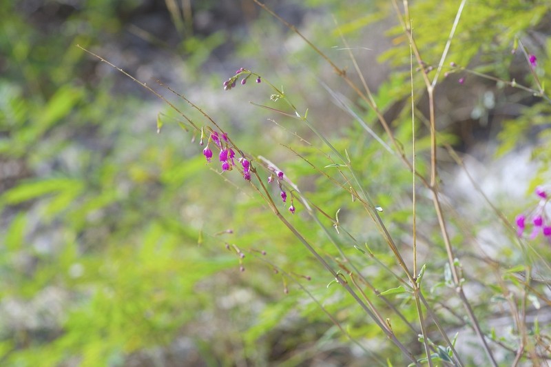 Red Cyphomeris photo 5