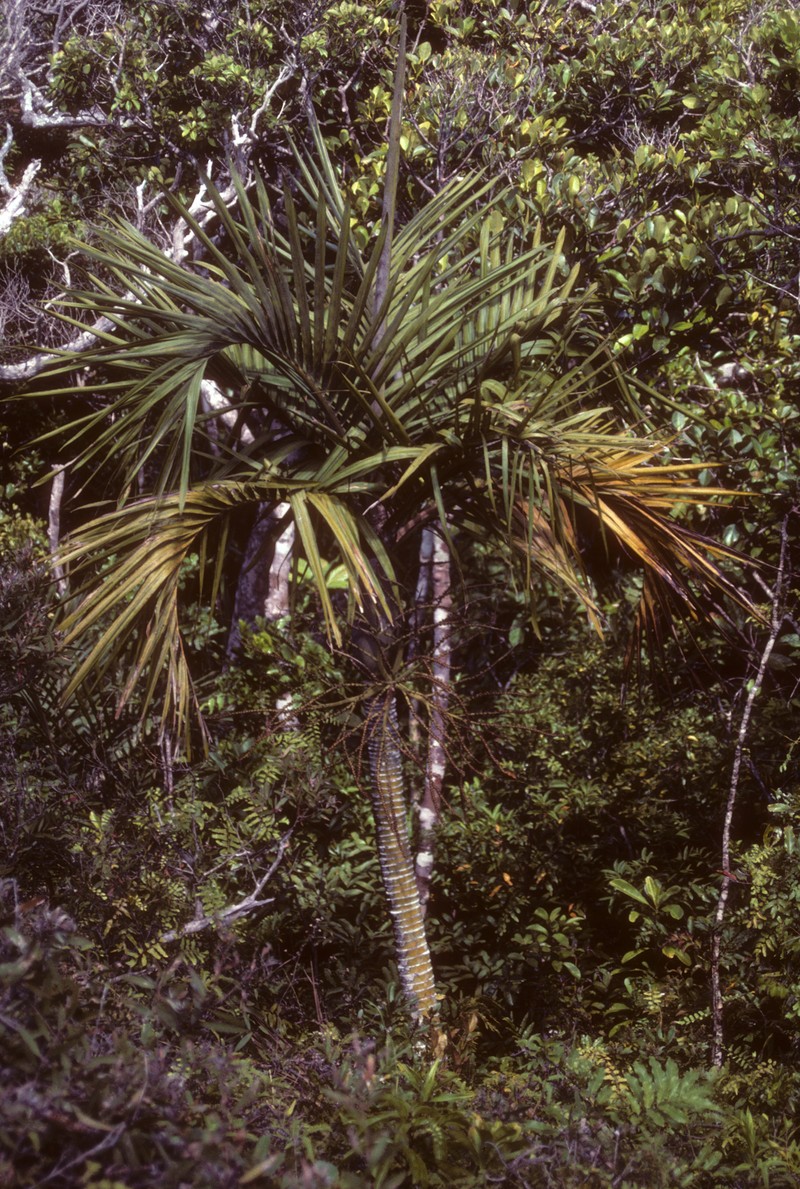 Cyphophoenix elegans
