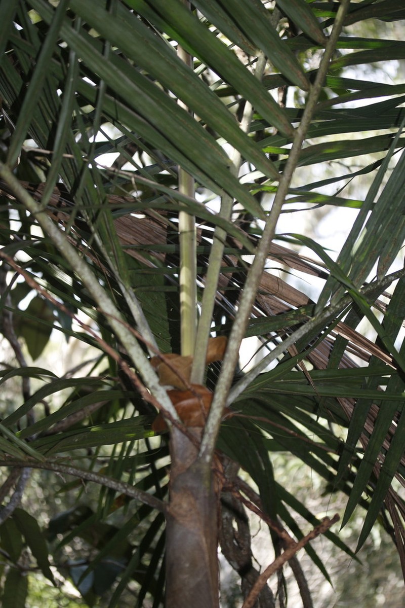 Cyphophoenix elegans photo 7