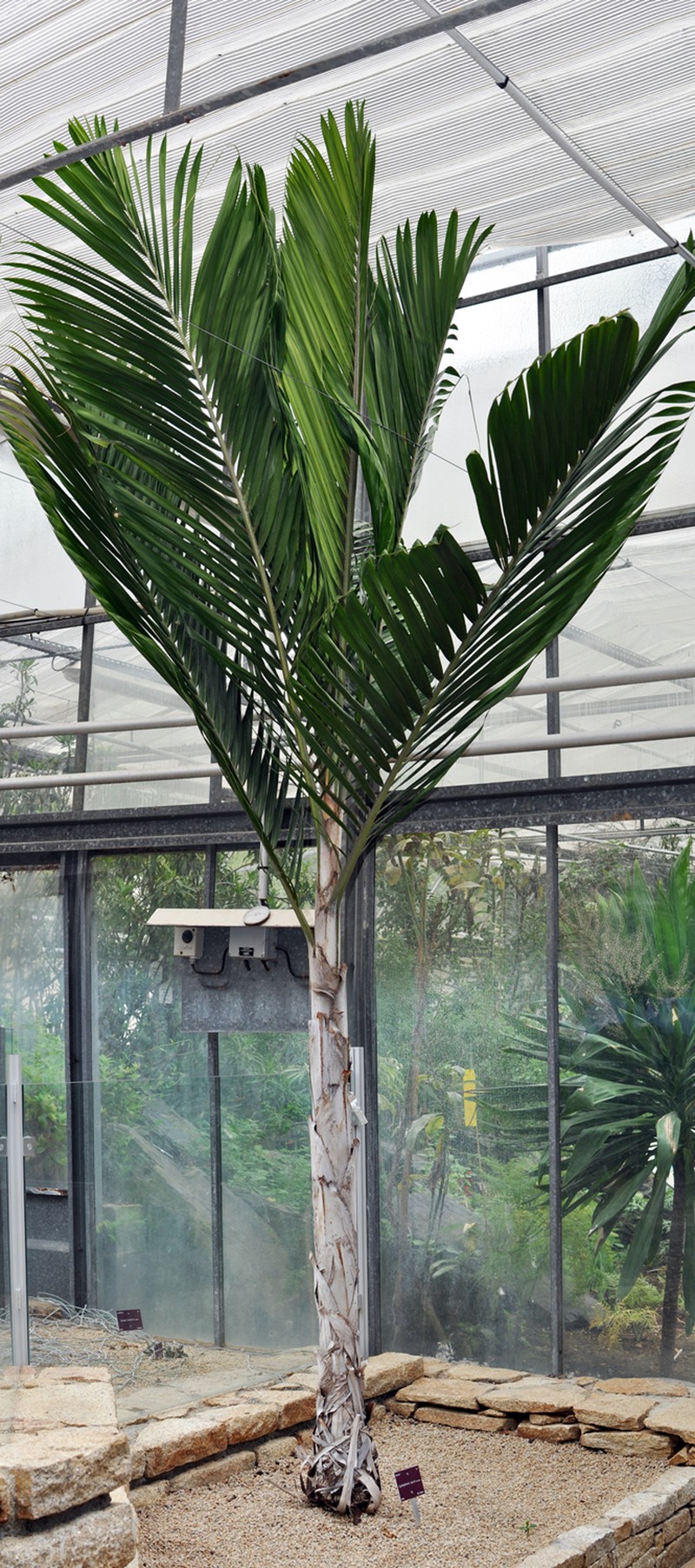 Cyphophoenix nucele