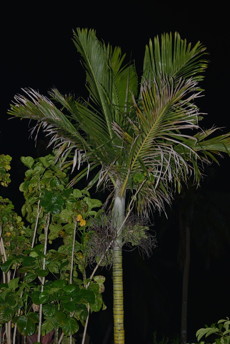 Cyphophoenix nucele photo 2
