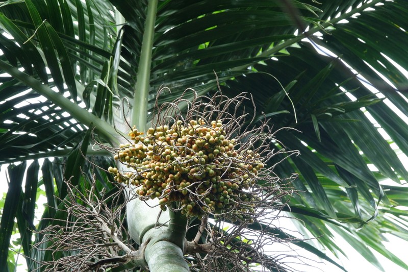 Cyphophoenix nucele photo 3