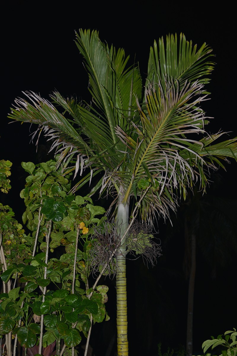 Cyphophoenix nucele photo 4