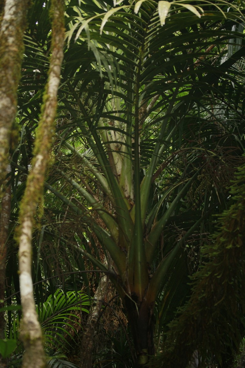 Cyphosperma balansae
