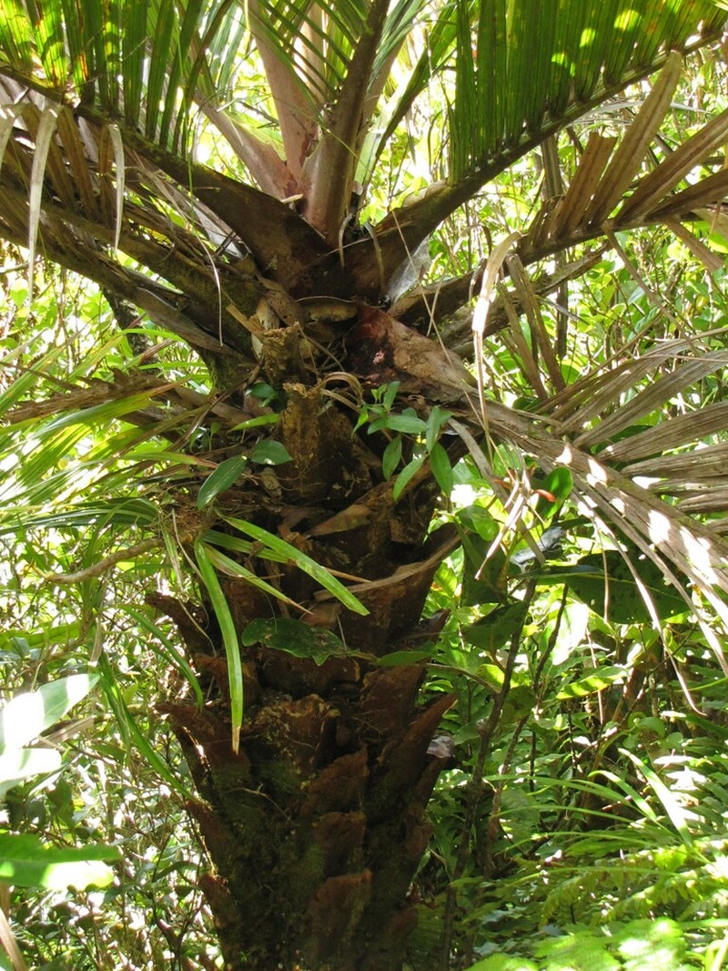 Cyphosperma balansae photo 2
