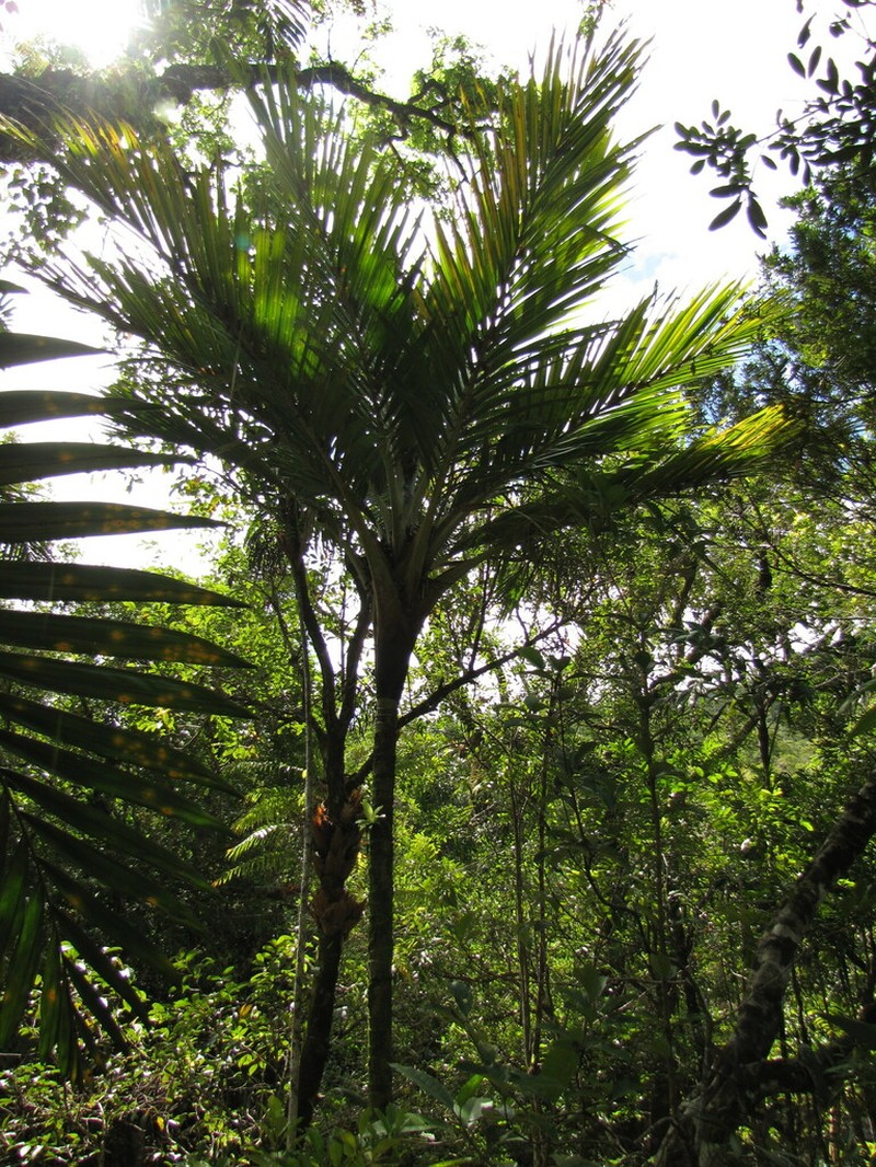 Cyphosperma balansae photo 3