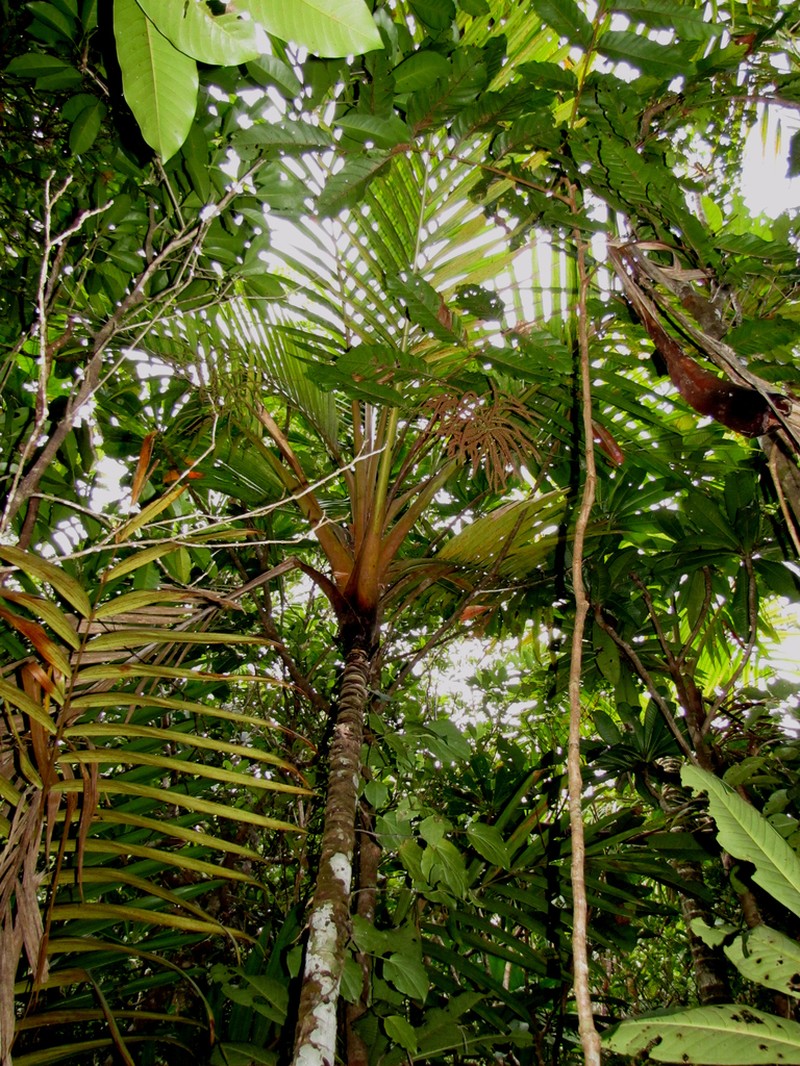 Cyphosperma balansae photo 4