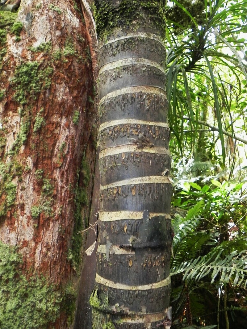 Cyphosperma balansae photo 6