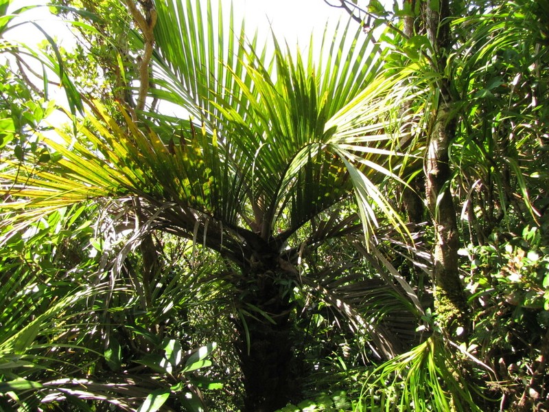 Cyphosperma balansae photo 8