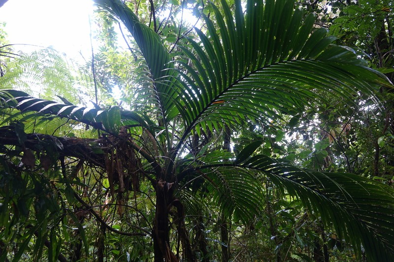 Cyphosperma trichospadix