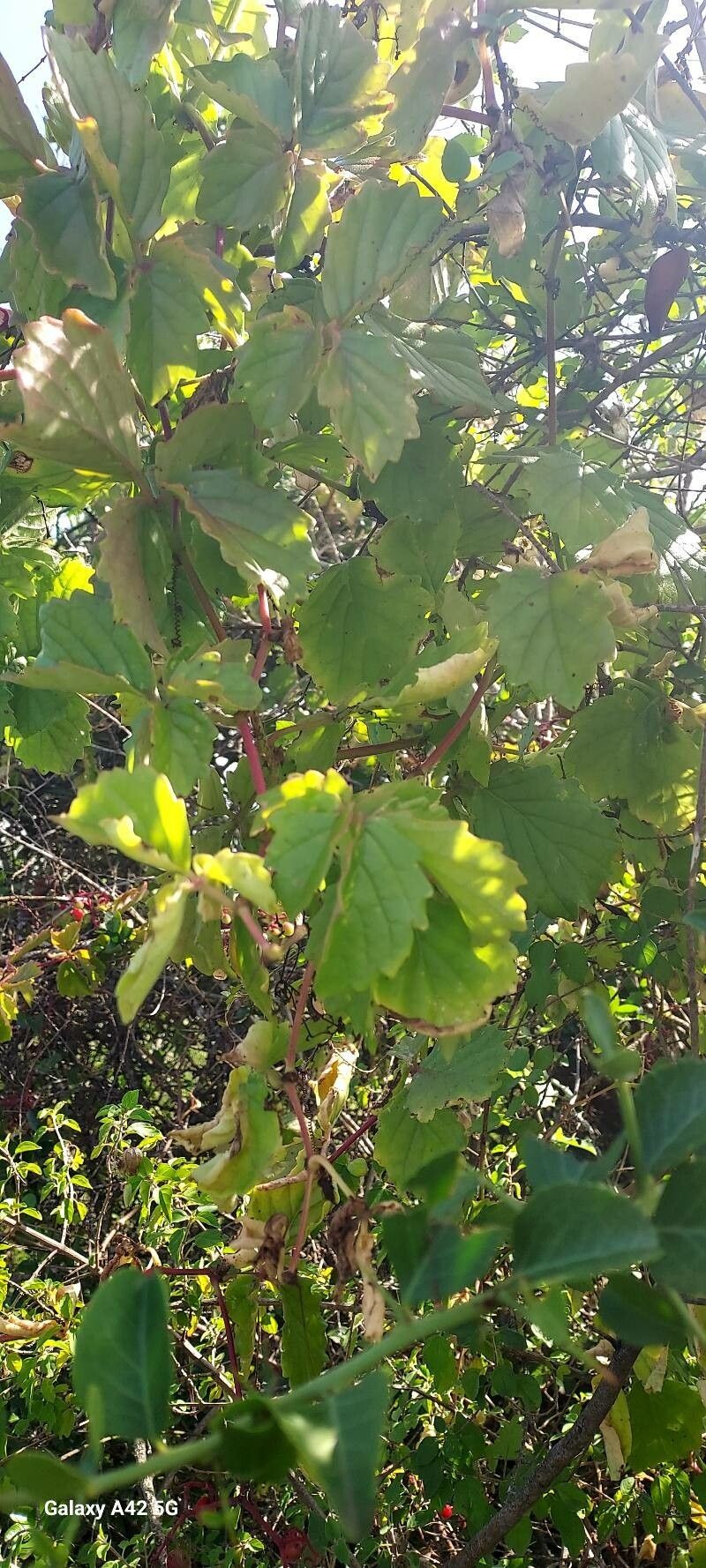 Cyphostemma adenocaule subsp. adenocaule