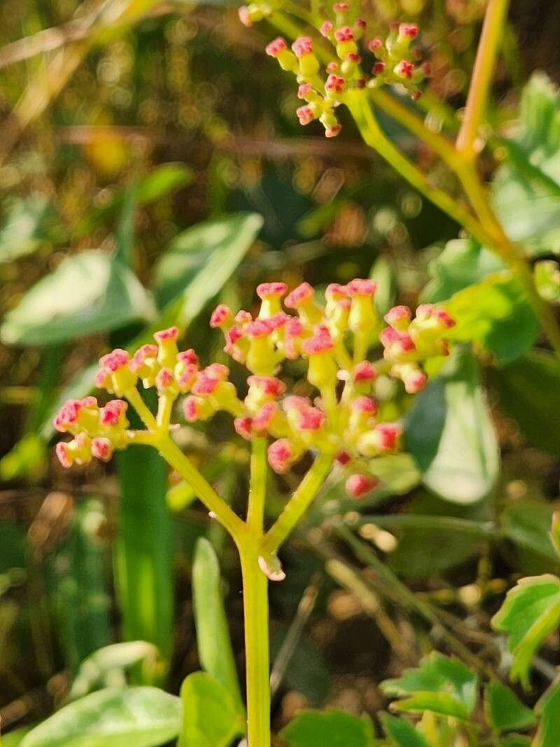 Cyphostemma adenocaule subsp. adenocaule photo 2