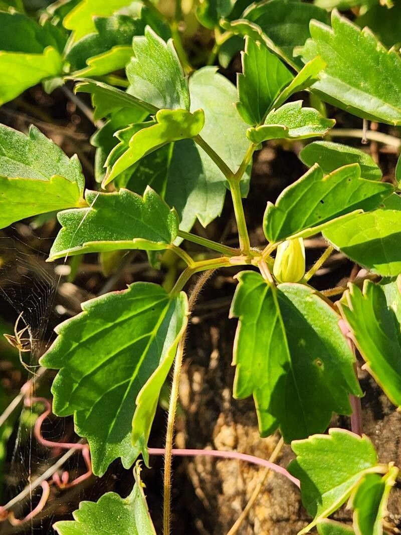 Cyphostemma adenocaule subsp. adenocaule photo 3