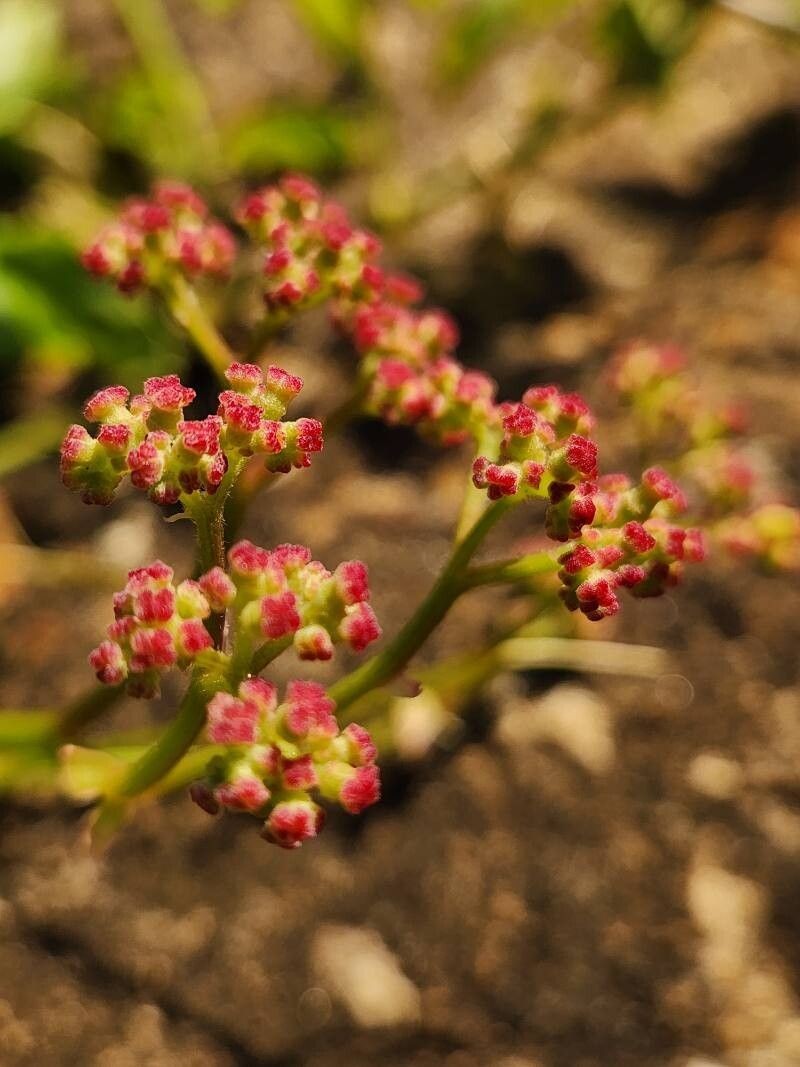 Cyphostemma adenocaule subsp. adenocaule photo 4