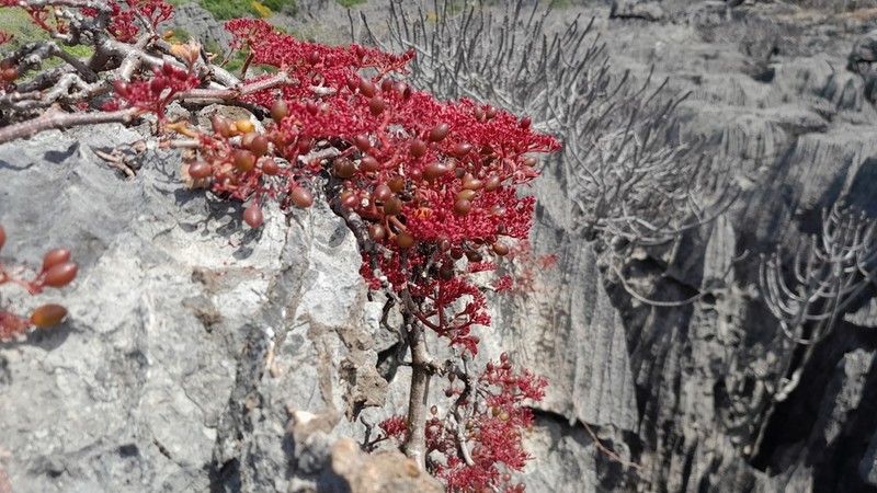 Cyphostemma calcarium