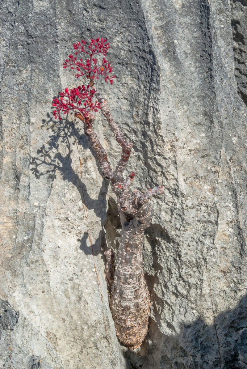 Cyphostemma calcarium photo 2