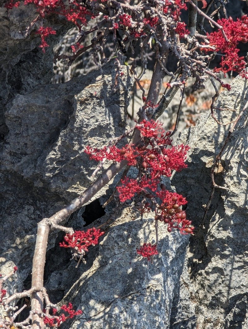 Cyphostemma calcarium photo 3