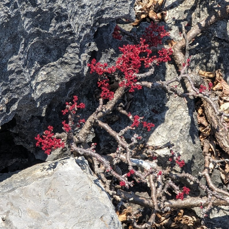Cyphostemma calcarium photo 5