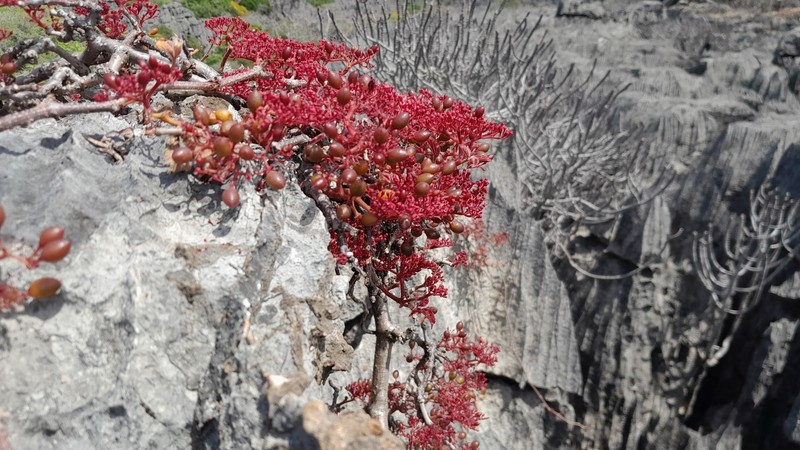 Cyphostemma calcarium photo 6
