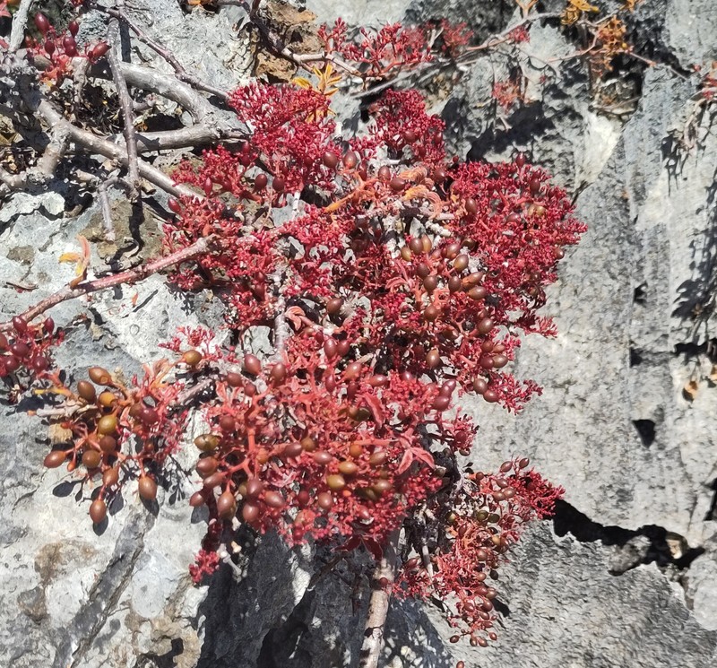 Cyphostemma calcarium photo 7