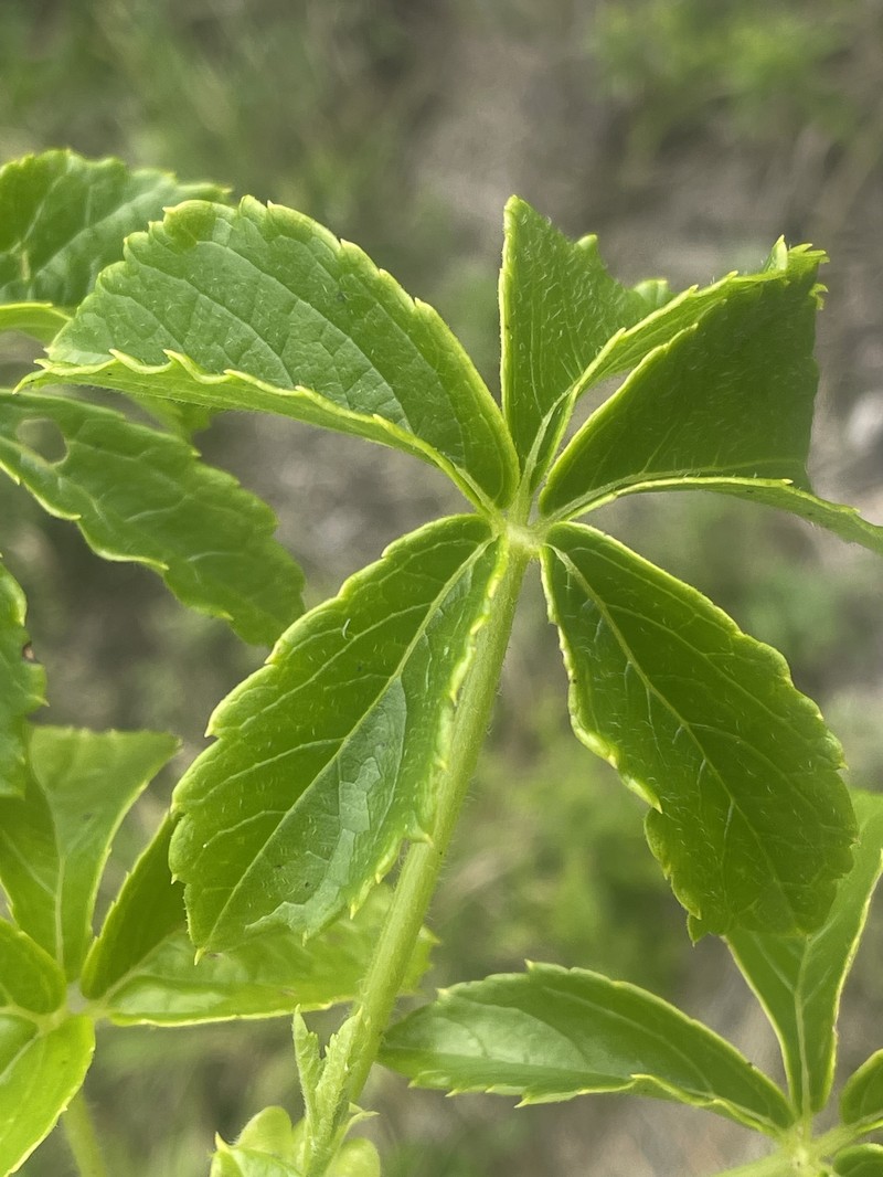 Cyphostemma cirrhosum subsp. cirrhosum