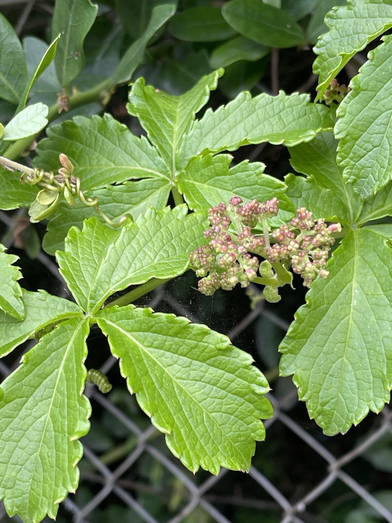 Cyphostemma cirrhosum subsp. cirrhosum photo 2