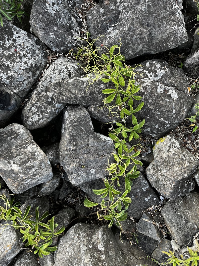 Cyphostemma cirrhosum subsp. cirrhosum photo 3
