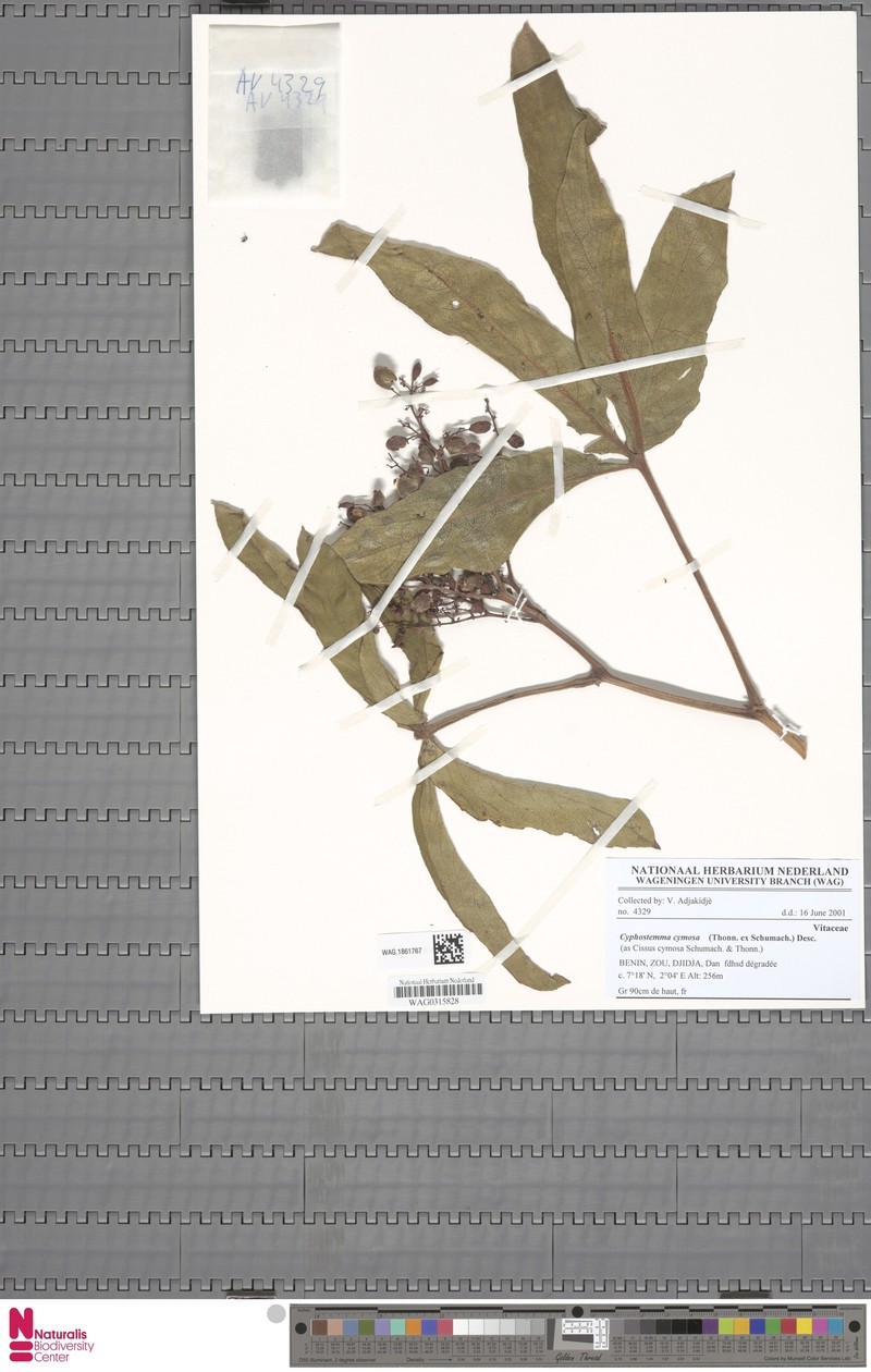 Cyphostemma cymosum subsp. cymosum
