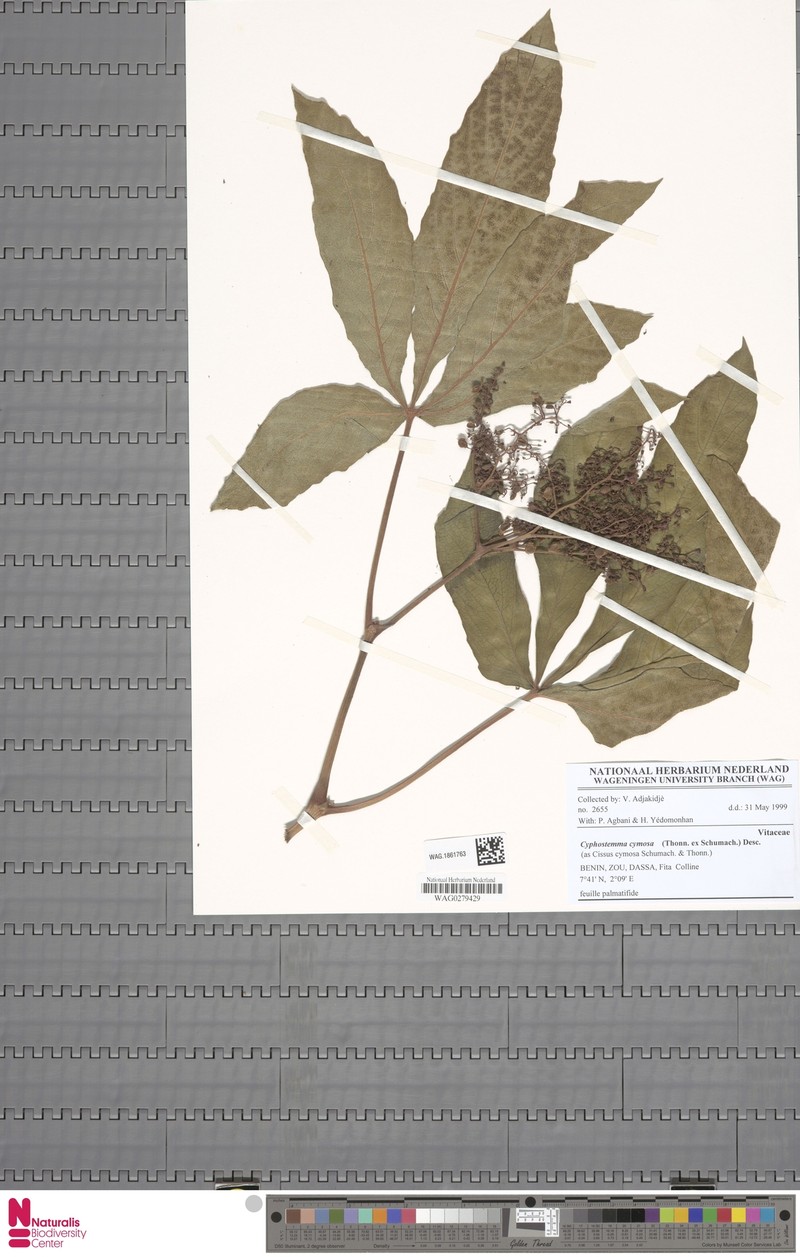 Cyphostemma cymosum subsp. cymosum photo 2