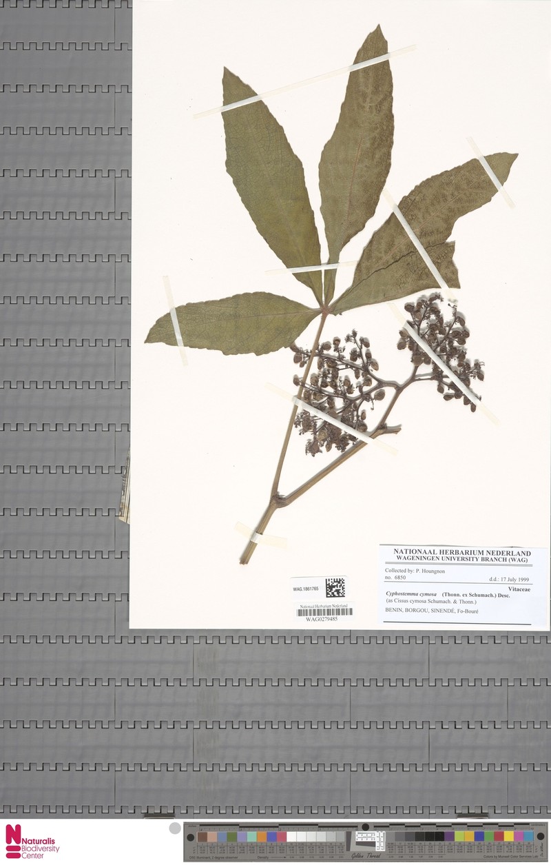Cyphostemma cymosum subsp. cymosum photo 3