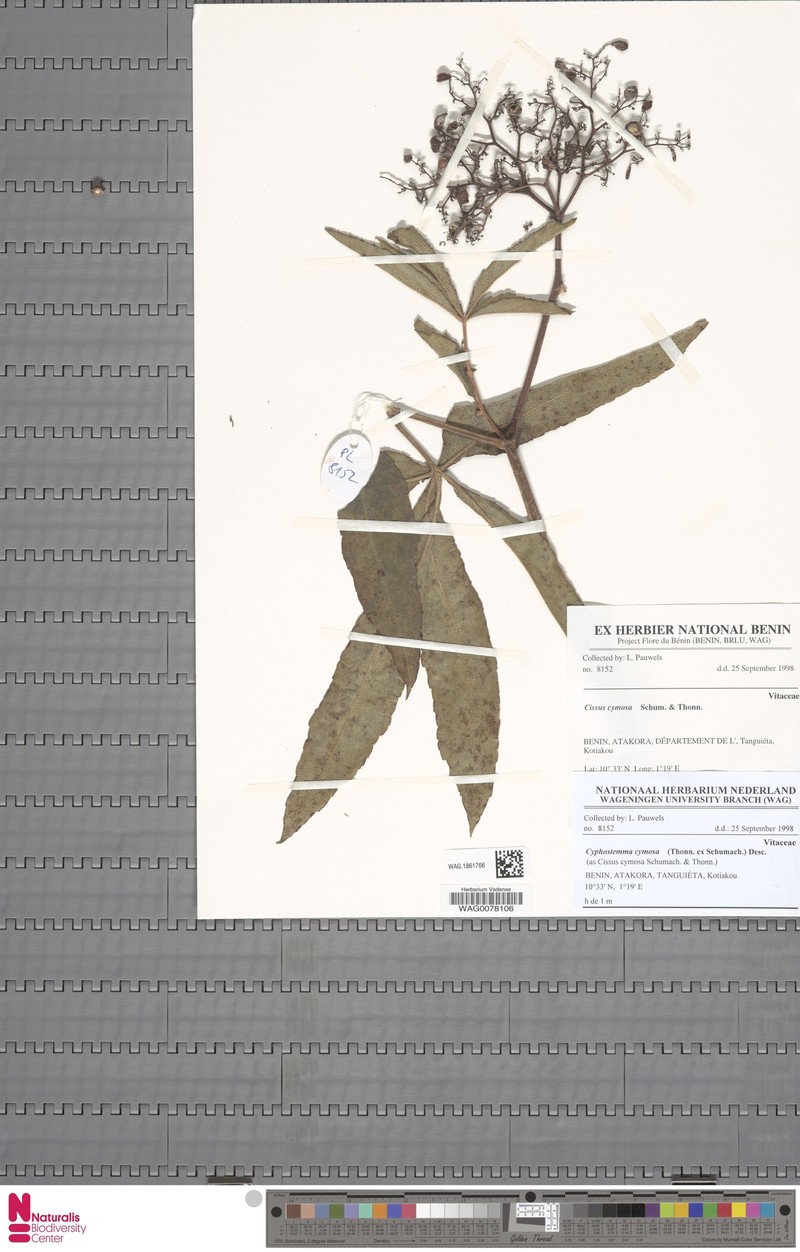 Cyphostemma cymosum subsp. cymosum photo 4