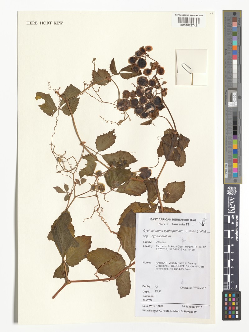 Cyphostemma cyphopetalum subsp. cyphopetalum
