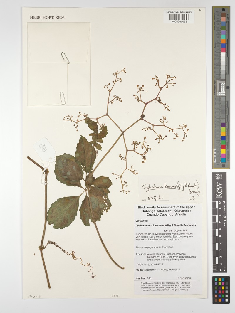 Cyphostemma cyphopetalum subsp. cyphopetalum photo 2