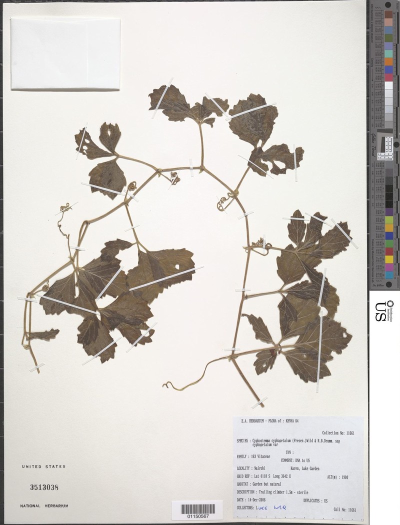 Cyphostemma cyphopetalum subsp. cyphopetalum photo 3