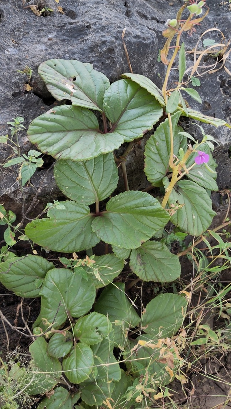 Cyphostemma dhufarense photo 2