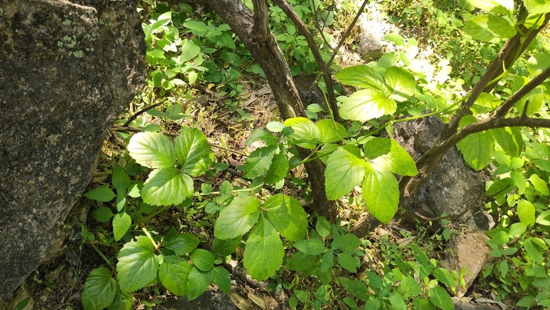 Cyphostemma dhufarense photo 3
