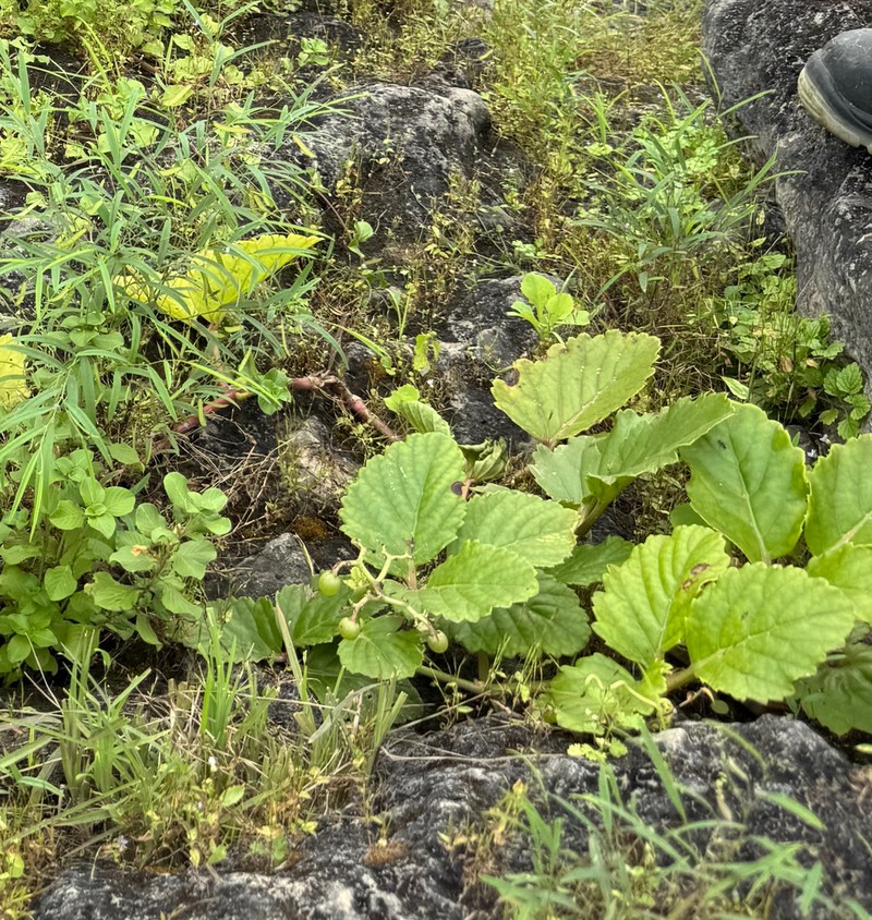 Cyphostemma dhufarense photo 4